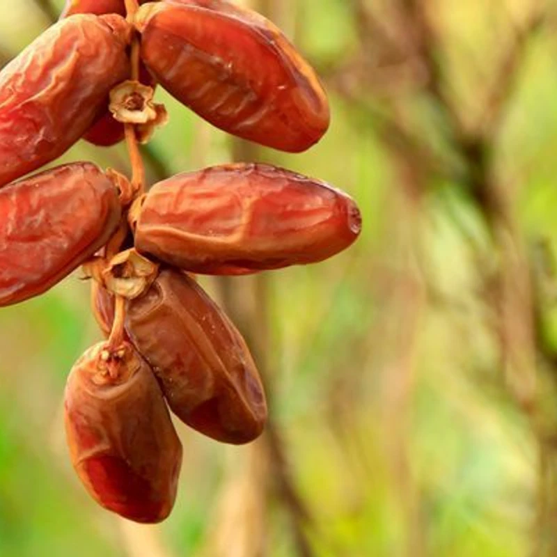 KHEJUR/DATES - Image 7