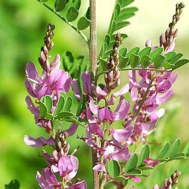 INDIGO POWDER (200 Gram-400 Gram) - Image 4