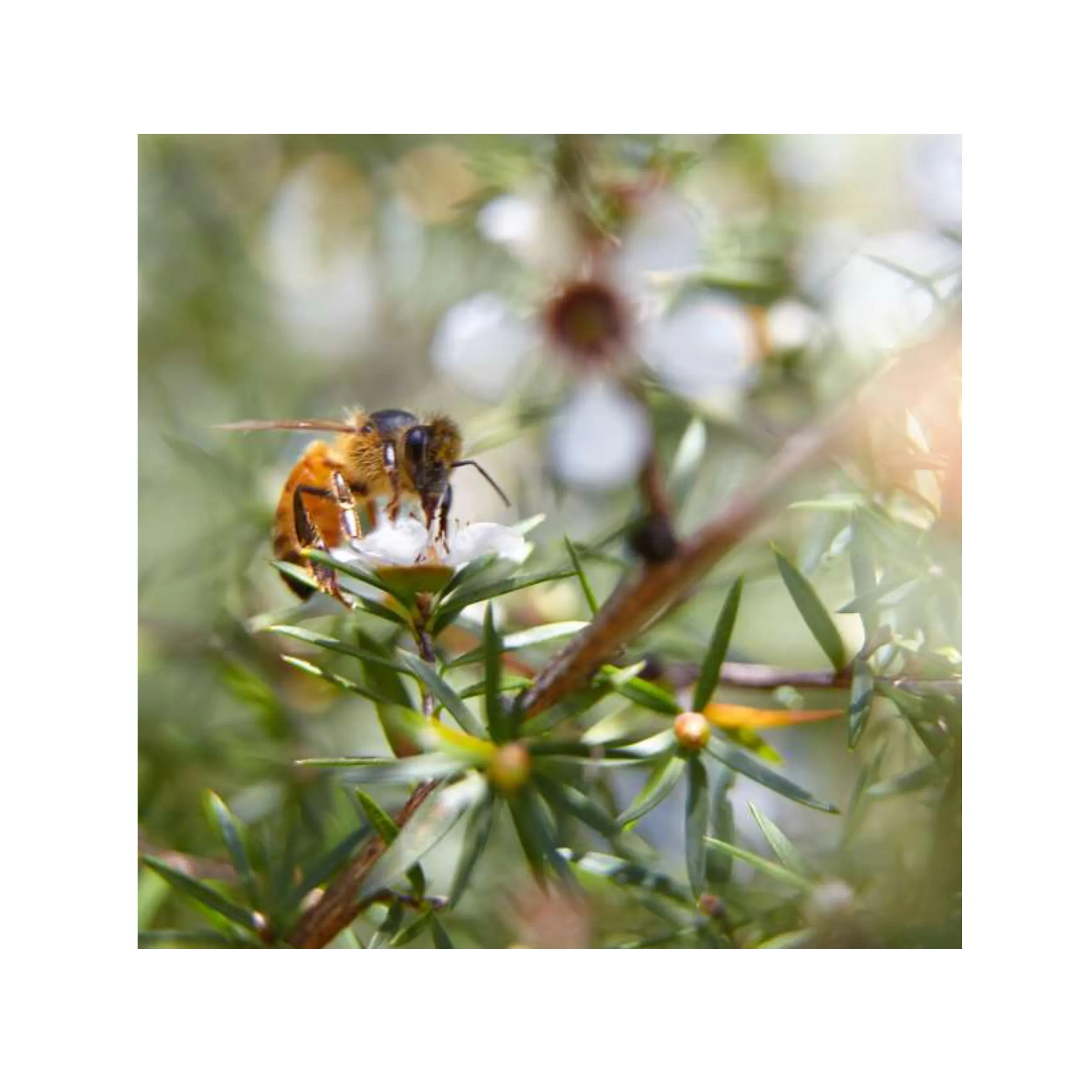 Now Foods Manuka Honey 250gm