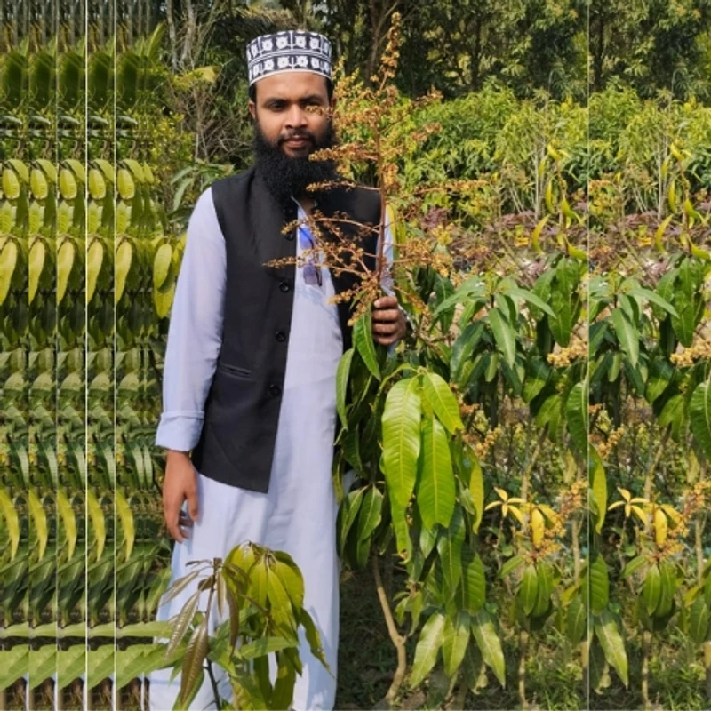🌳 মুকুলসহ রেড আই বেরি আমগাছ (উন্নত জাত ও দ্রুত ফলনশীল)