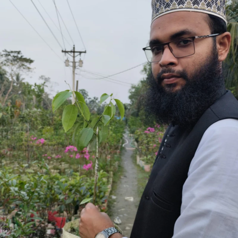 🌿 দারুচিনি গাছের চারা – সুগন্ধি ও ঔষধি মসলার গাছ!