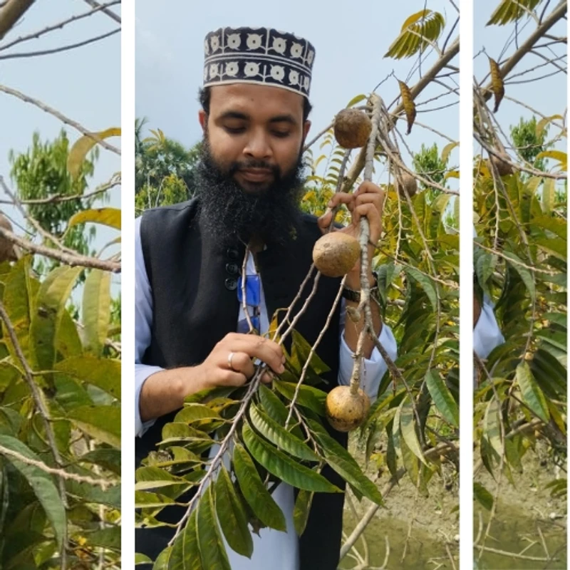 🍏 ফলসহ শরীফা গাছের চারা (আতা ফল/সুগন্ধি ও ক্রিমি টেক্সচারযুক্ত ফল)