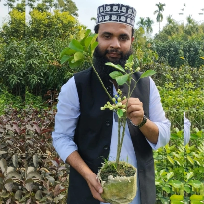 🌳 মুকুলসহ উন্নত জাতের থাই জাম্বুরা গাছের চারা (দ্রুত ফলনশীল)