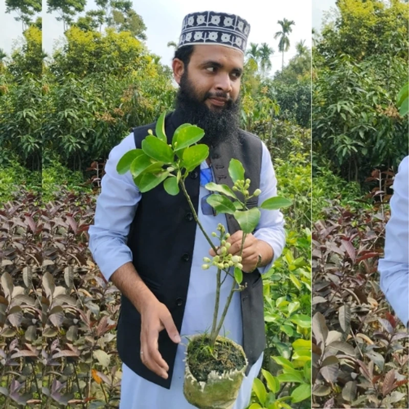 🌳 মুকুলসহ উন্নত জাতের থাই জাম্বুরা গাছের চারা (দ্রুত ফলনশীল)