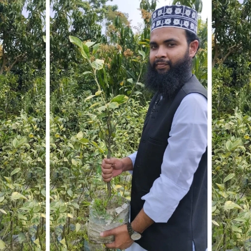 🍊 উন্নত জাতের বিদেশী মাল্টা গাছের চারা (দ্রুত ফলনশীল ও মিষ্টি মাল্টা)