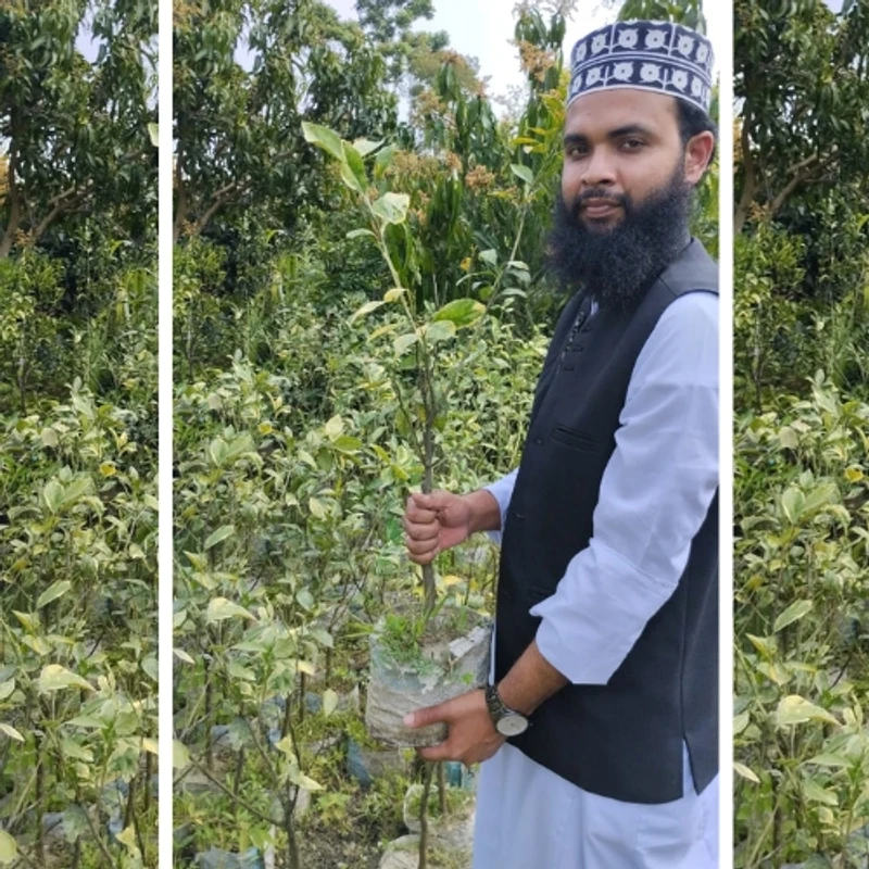 🍊 উন্নত জাতের বিদেশী মাল্টা গাছের চারা (দ্রুত ফলনশীল ও মিষ্টি মাল্টা)