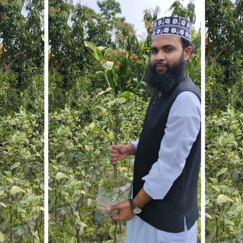 🍊 উন্নত জাতের বিদেশী মাল্টা গাছের চারা (দ্রুত ফলনশীল ও মিষ্টি মাল্টা) - Image 3