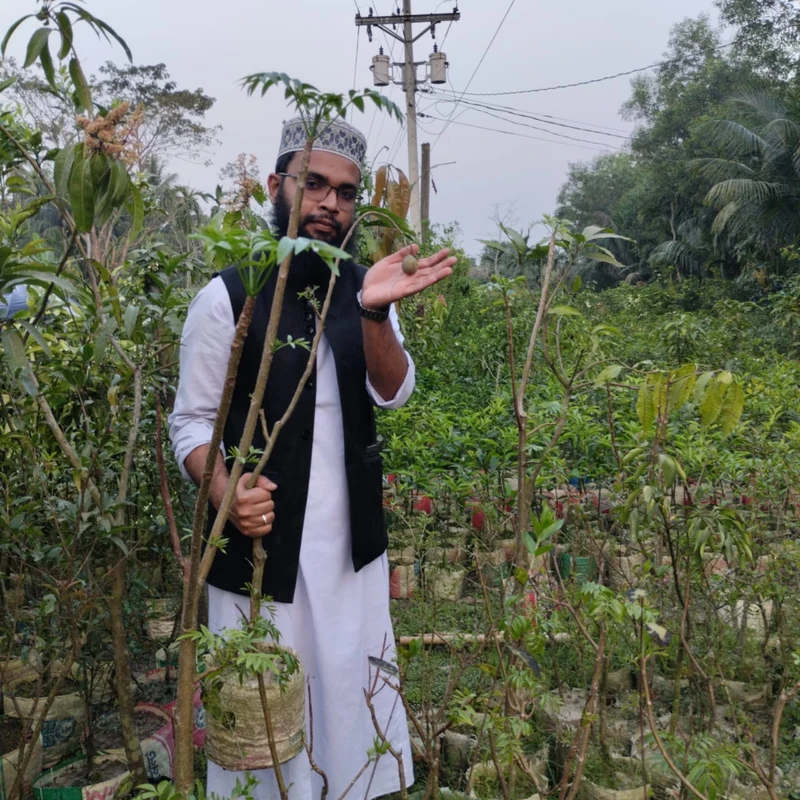 🌳 মুকুল ও ফলসহ আমড়া গাছ (উন্নত জাত ও উচ্চফলনশীল)