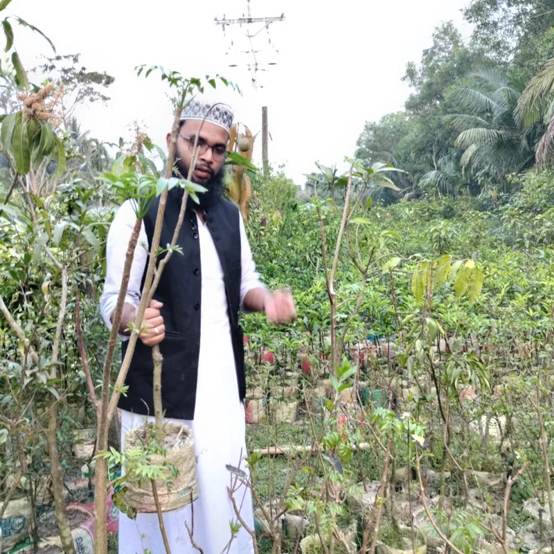 🌳 মুকুল ও ফলসহ আমড়া গাছ (উন্নত জাত ও উচ্চফলনশীল)