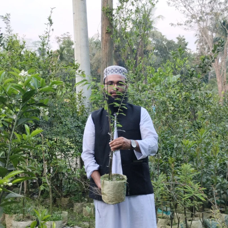 🌿 উচ্চ ফলনশীল স্বাস্থ্যকর আমলকী গাছ – ভিটামিন C-এর প্রাকৃতিক উৎস! 🍃✨