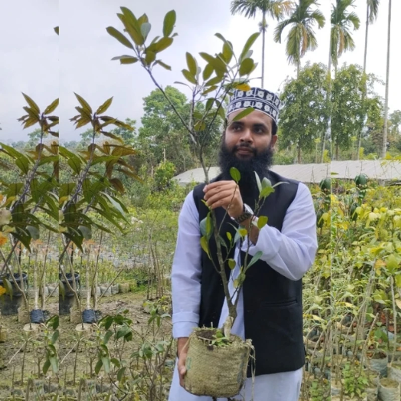 🌳 মুকুলসহ রেড কাঁঠাল গাছের চারা (দ্রুত ফলনশীল ও উন্নত জাত)