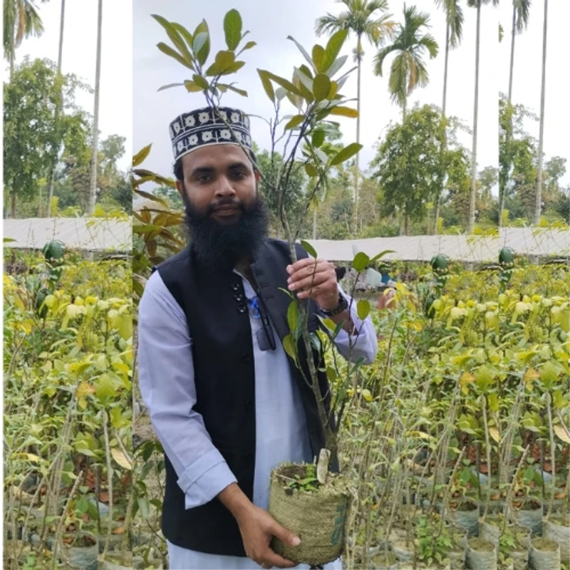 🌳 মুকুলসহ রেড কাঁঠাল গাছের চারা (দ্রুত ফলনশীল ও উন্নত জাত)