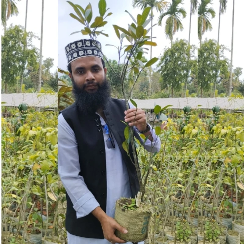 🌳 মুকুলসহ রেড কাঁঠাল গাছের চারা (দ্রুত ফলনশীল ও উন্নত জাত) - Image 3