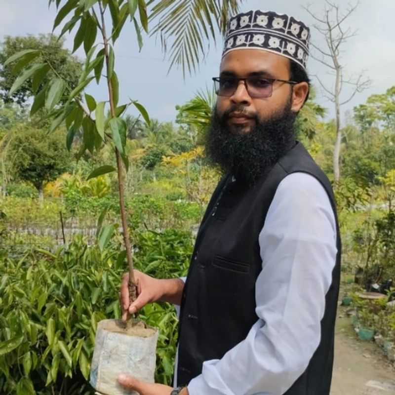 🌿 তেজপাতা কলম চারা (সুগন্ধি ও উপকারী মসলার গাছ)