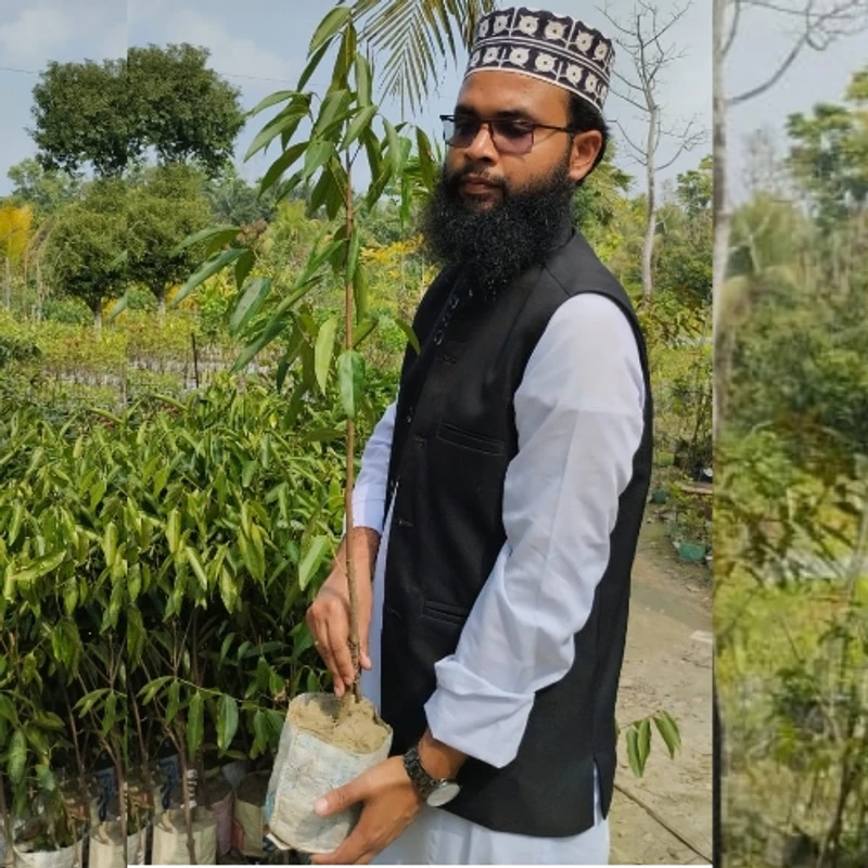 🌿 তেজপাতা কলম চারা (সুগন্ধি ও উপকারী মসলার গাছ)