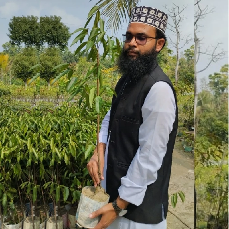 🌿 তেজপাতা কলম চারা (সুগন্ধি ও উপকারী মসলার গাছ) - Image 3