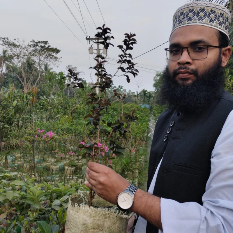 🌳 ফলসহ লাল পেয়ারা গাছ (উন্নত জাত ও সুস্বাদু ফল)