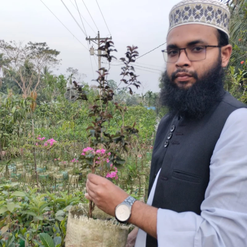 🌳 ফলসহ লাল পেয়ারা গাছ (উন্নত জাত ও সুস্বাদু ফল)