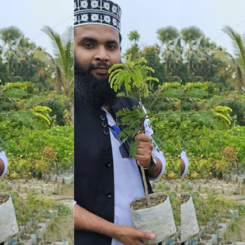 🌳 উন্নত জাতের মিষ্টি তেতুল গাছের চারা (দ্রুত ফলনশীল)