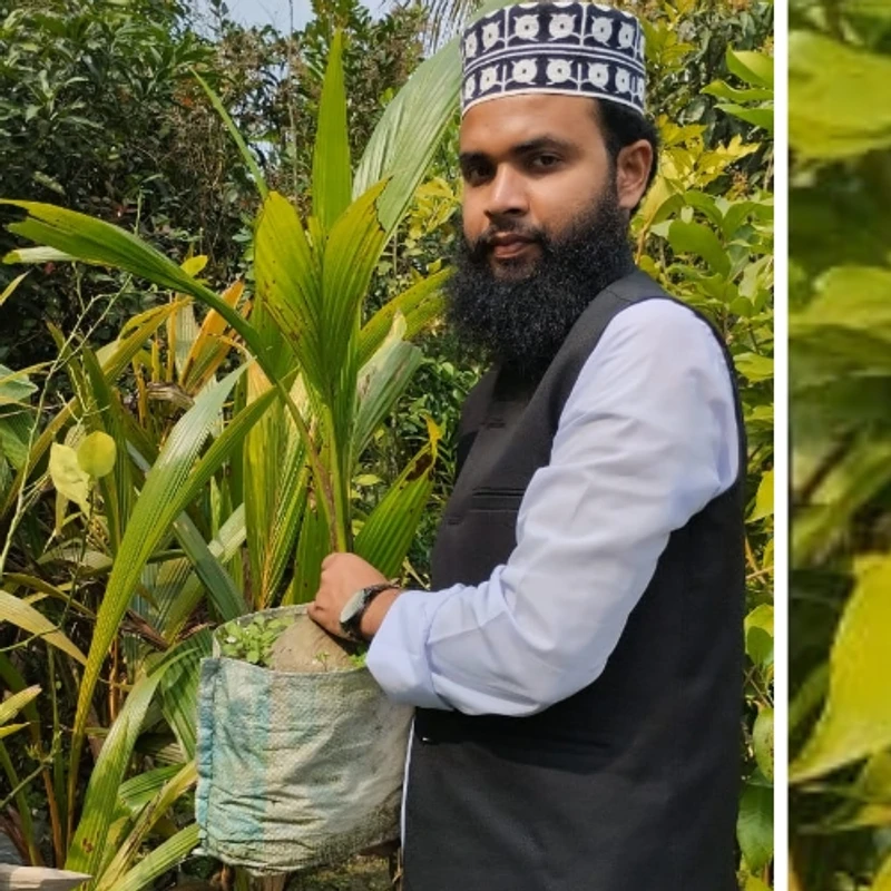 🥥 দেশী নারিকেল গাছের চারা (দীর্ঘস্থায়ী ও লাভজনক ফলের গাছ)