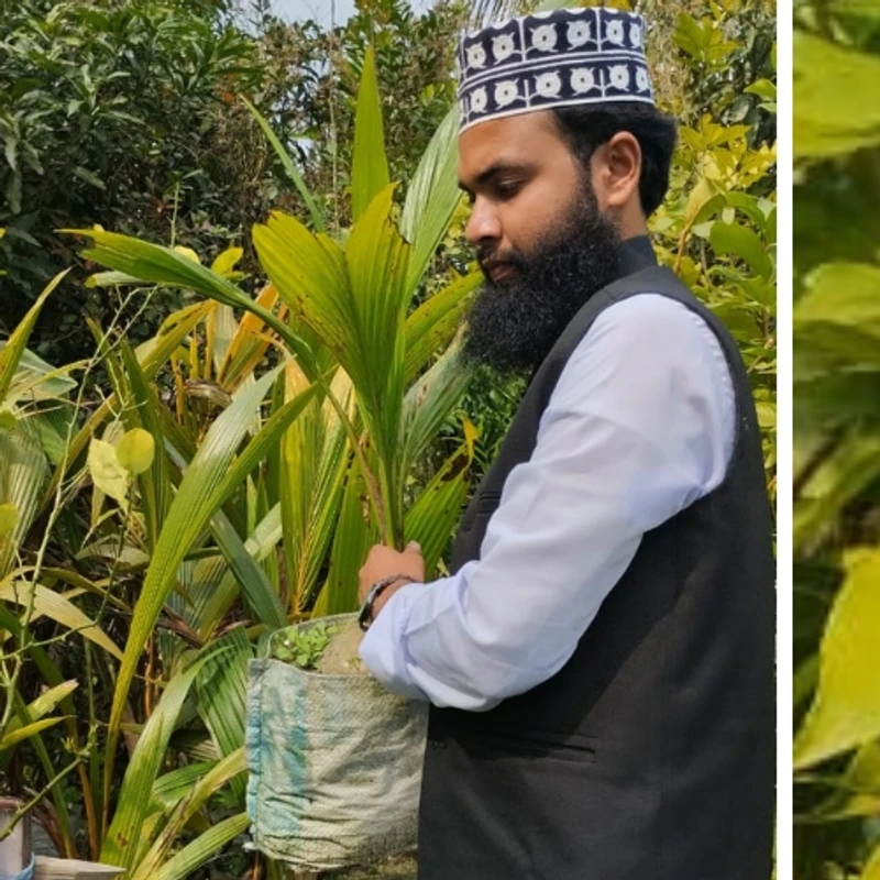 🥥 দেশী নারিকেল গাছের চারা (দীর্ঘস্থায়ী ও লাভজনক ফলের গাছ)