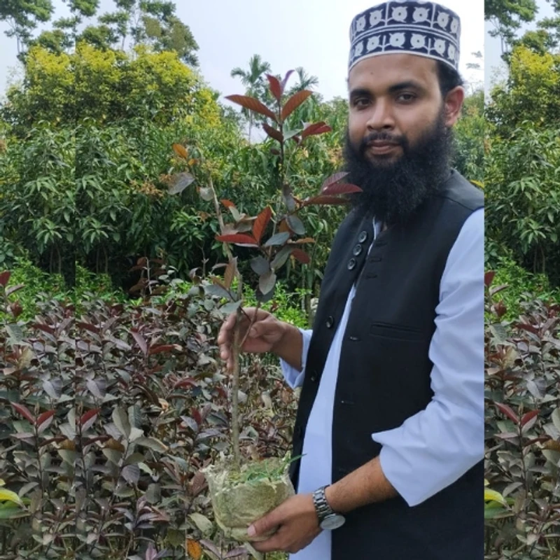 🌳 লাল মাদুরী পেয়ারা গাছ (উন্নত জাত ও দ্রুত ফলনশীল)