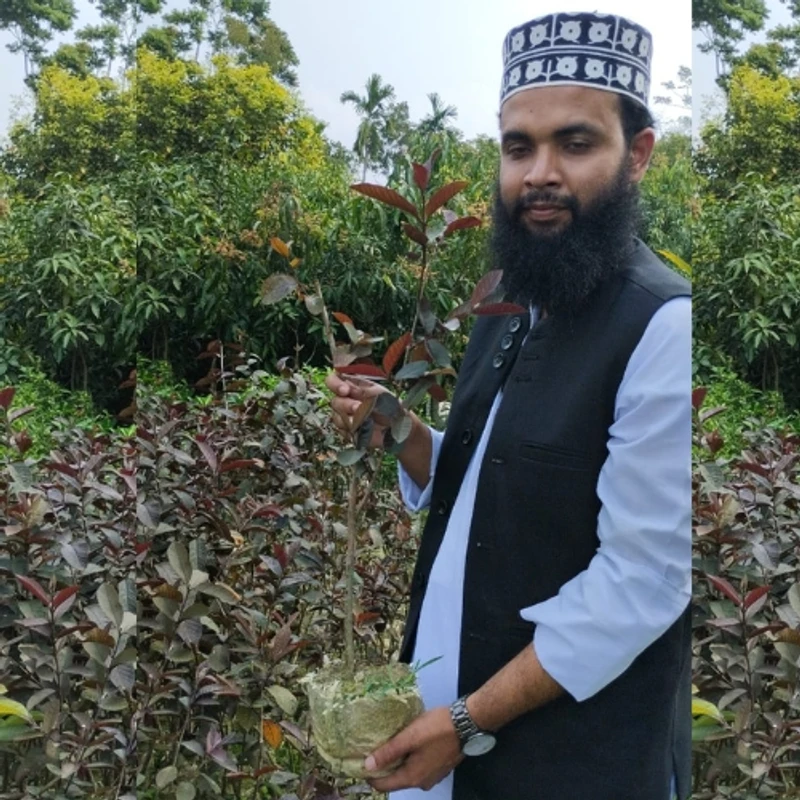 🌳 লাল মাদুরী পেয়ারা গাছ (উন্নত জাত ও দ্রুত ফলনশীল)