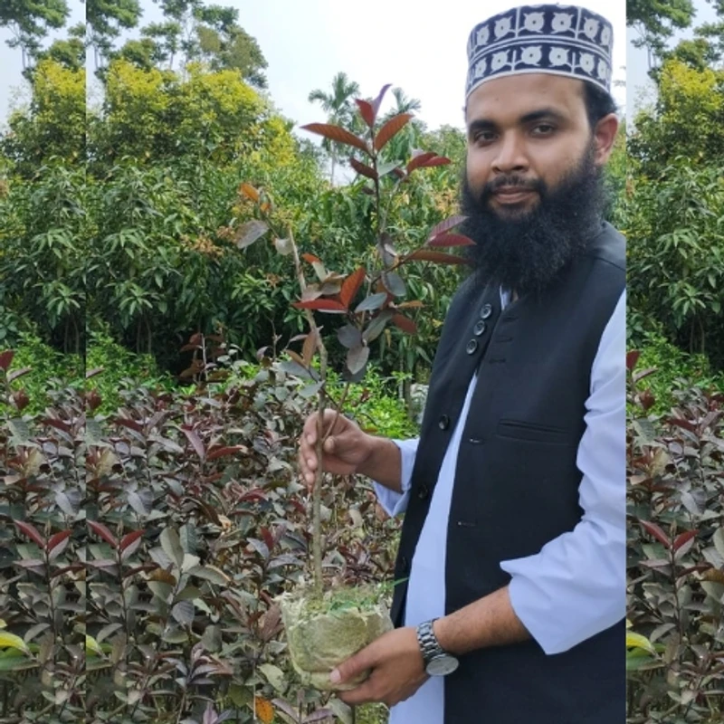 🌳 লাল মাদুরী পেয়ারা গাছ (উন্নত জাত ও দ্রুত ফলনশীল) - Image 3