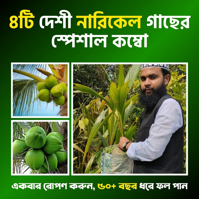 ৪টি দেশী নারিকেল গাছের  স্পেশাল কম্বো