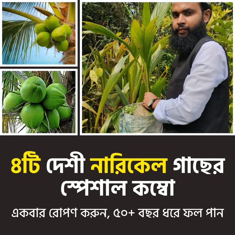 ৪টি দেশী নারিকেল গাছের  স্পেশাল কম্বো