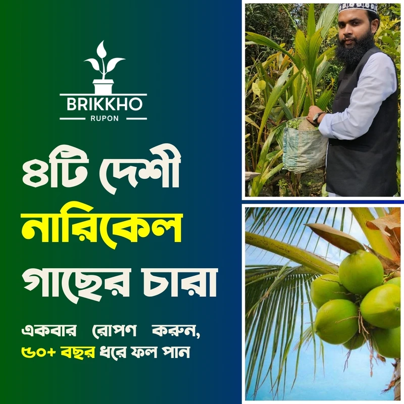 ৪টি দেশী নারিকেল গাছের  স্পেশাল কম্বো - Image 3