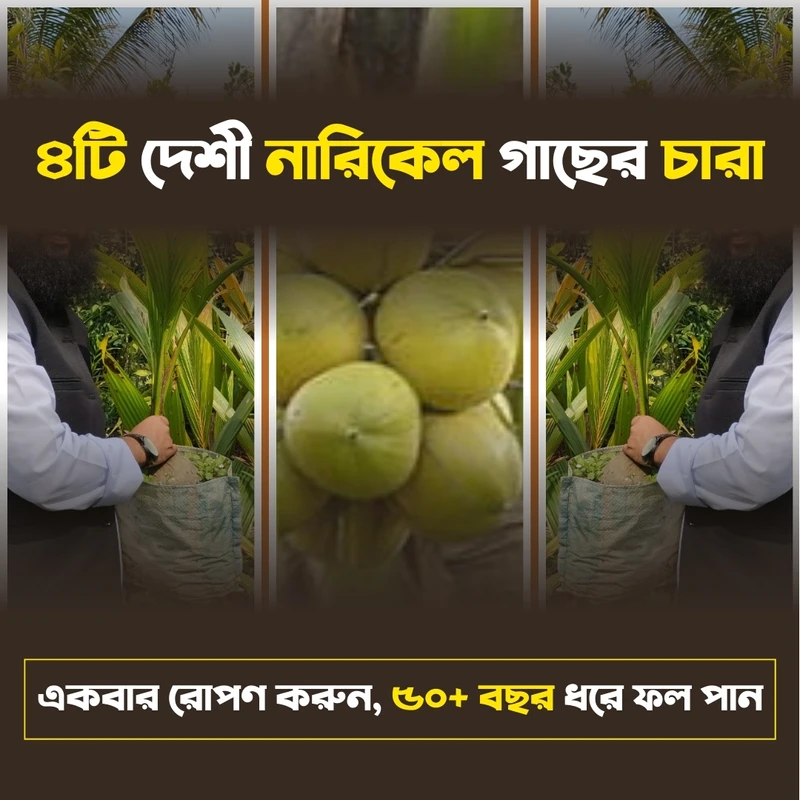 ৪টি দেশী নারিকেল গাছের  স্পেশাল কম্বো - Image 4