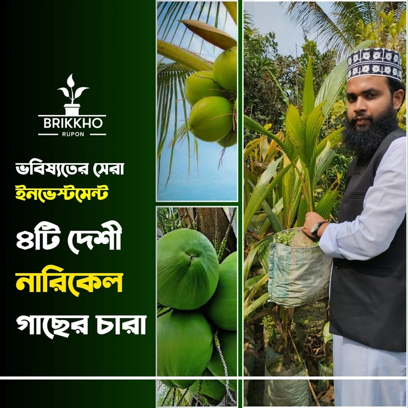 ৪টি দেশী নারিকেল গাছের  স্পেশাল কম্বো - Image 5