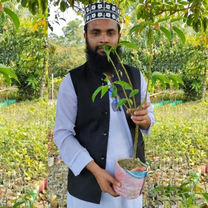 জলপাই গাছের চারা (সুস্বাদু ও পুষ্টিকর ফলের গাছ)