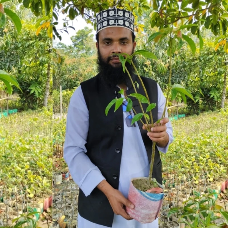 জলপাই গাছের চারা (সুস্বাদু ও পুষ্টিকর ফলের গাছ)