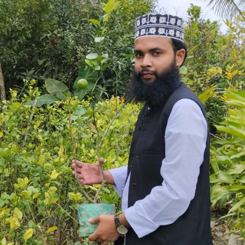 🌿 ফলসহ কাগজি লেবুর চারা (সুস্বাদু ও তাজা ফলের গাছ)