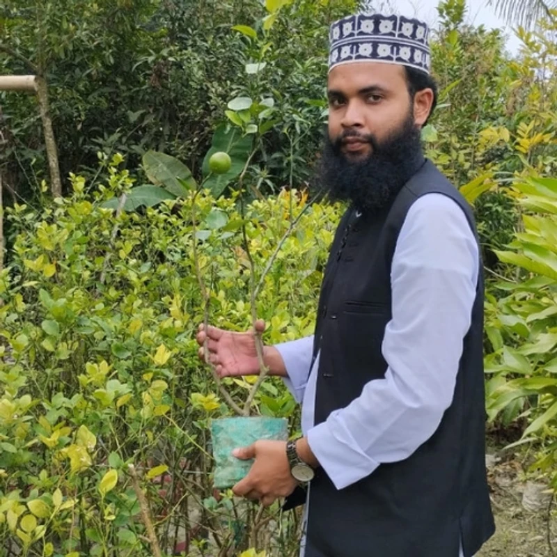🌿 ফলসহ কাগজি লেবুর চারা (সুস্বাদু ও তাজা ফলের গাছ)