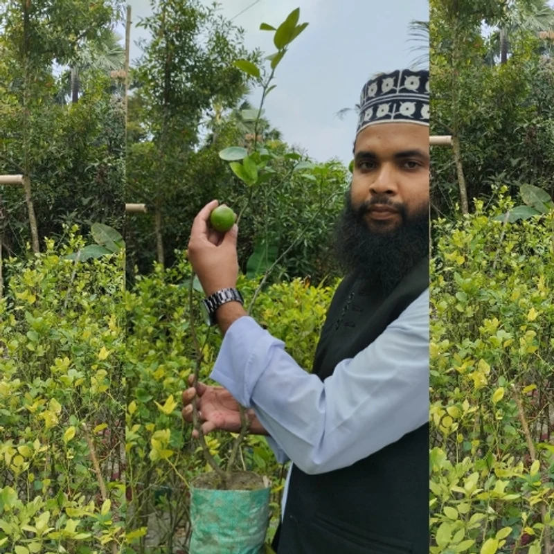 🌿 ফলসহ কাগজি লেবুর চারা (সুস্বাদু ও তাজা ফলের গাছ) - Image 3