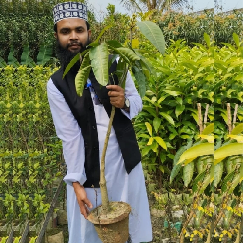 🥭 মুকুলসহ বিদেশী আমগাছের চারা (দ্রুত ফলনশীল ও উন্নত জাতের আম)
