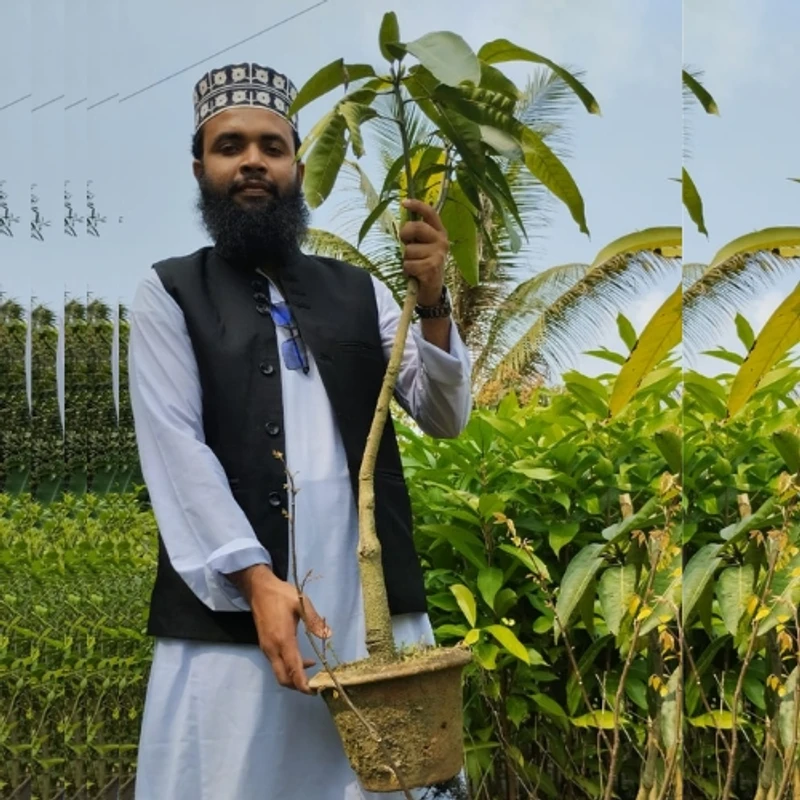 🥭 মুকুলসহ বিদেশী আমগাছের চারা (দ্রুত ফলনশীল ও উন্নত জাতের আম)