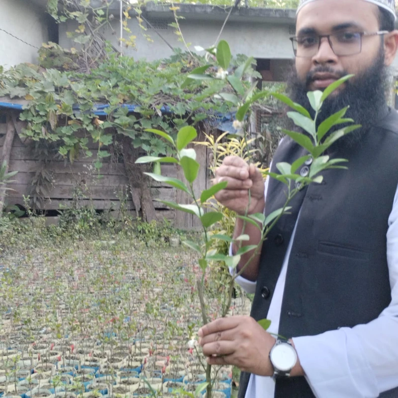 🌳 মুকুলসহ এলাচি লেবু গাছ (সুগন্ধী ও দ্রুত ফলনশীল) - Image 3