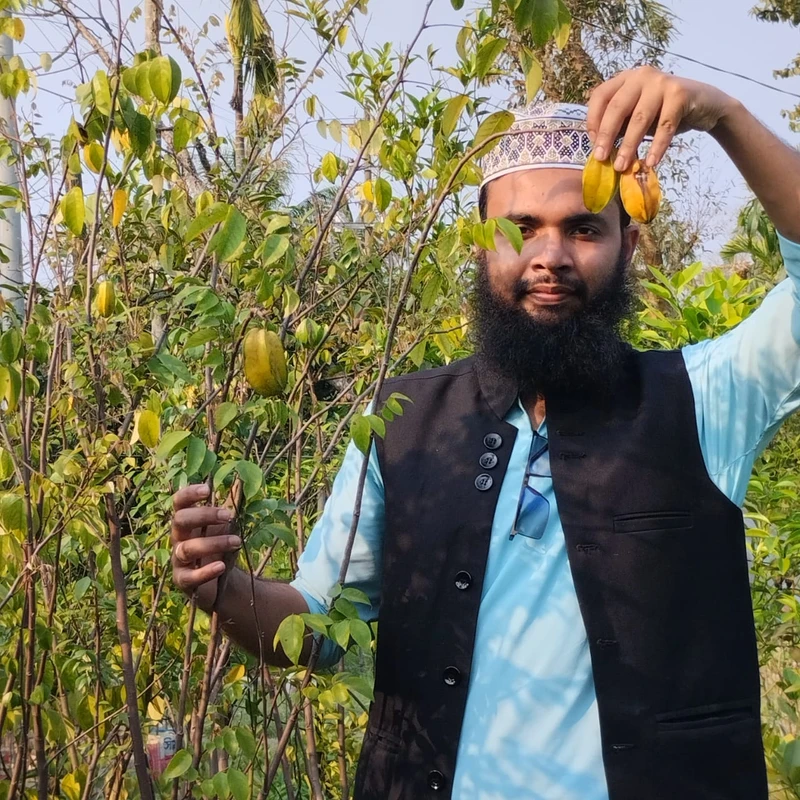 ফলসহ কামরাঙ্গা গাছের চারা – এক গাছে স্বাদ, পুষ্টি ও সৌন্দর্য! 🌿⭐