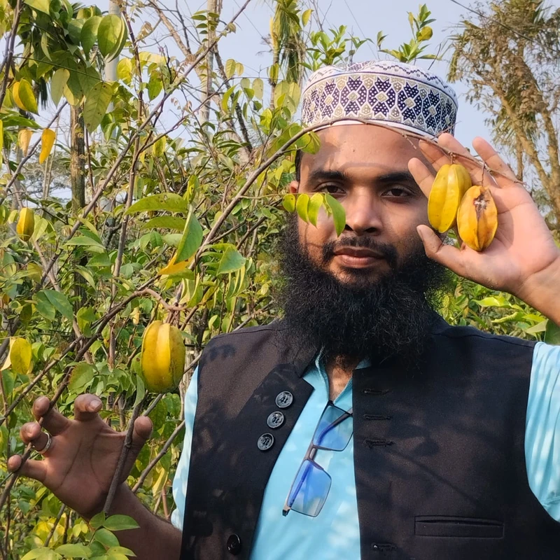 ফলসহ কামরাঙ্গা গাছের চারা – এক গাছে স্বাদ, পুষ্টি ও সৌন্দর্য! 🌿⭐ - Image 3