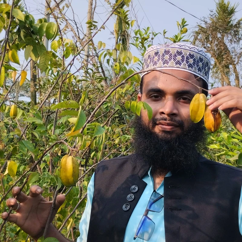 ফলসহ কামরাঙ্গা গাছের চারা – এক গাছে স্বাদ, পুষ্টি ও সৌন্দর্য! 🌿⭐ - Image 4