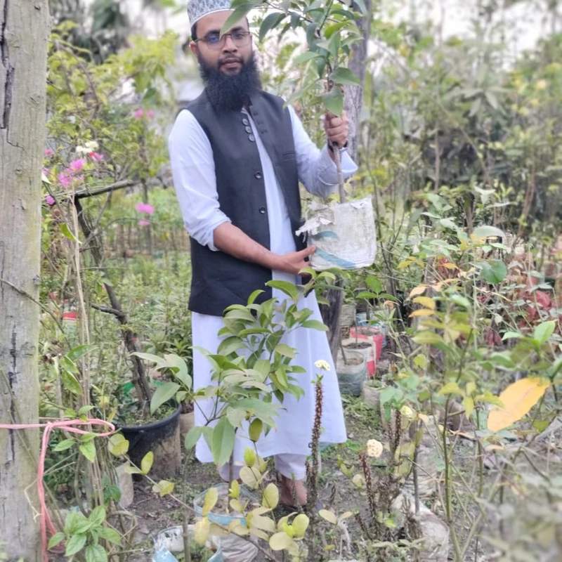 🌳 জ্যাক কাউ গাছ 🥭 (উন্নত জাত ও দ্রুত ফলনশীল)