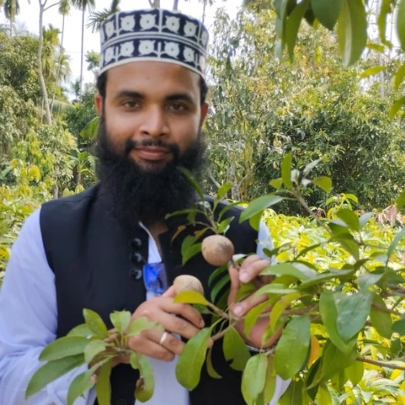 🌿 ফলসহ থাই ছবেদা গাছের চারা (উচ্চফলনশীল সুস্বাদু ছবেদা)