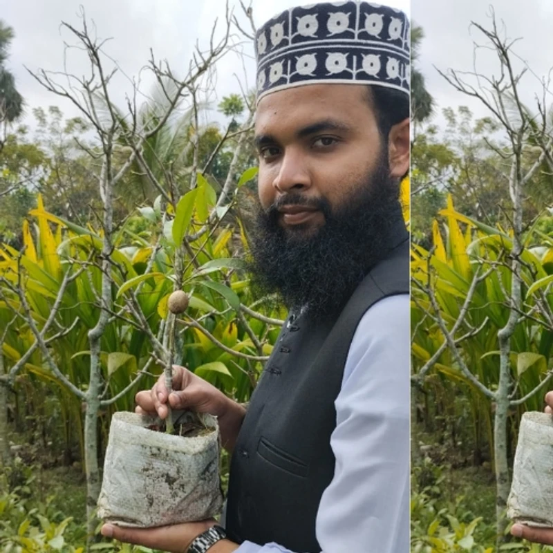 🌿 ফলসহ থাই ছবেদা গাছের চারা (উচ্চফলনশীল সুস্বাদু ছবেদা)