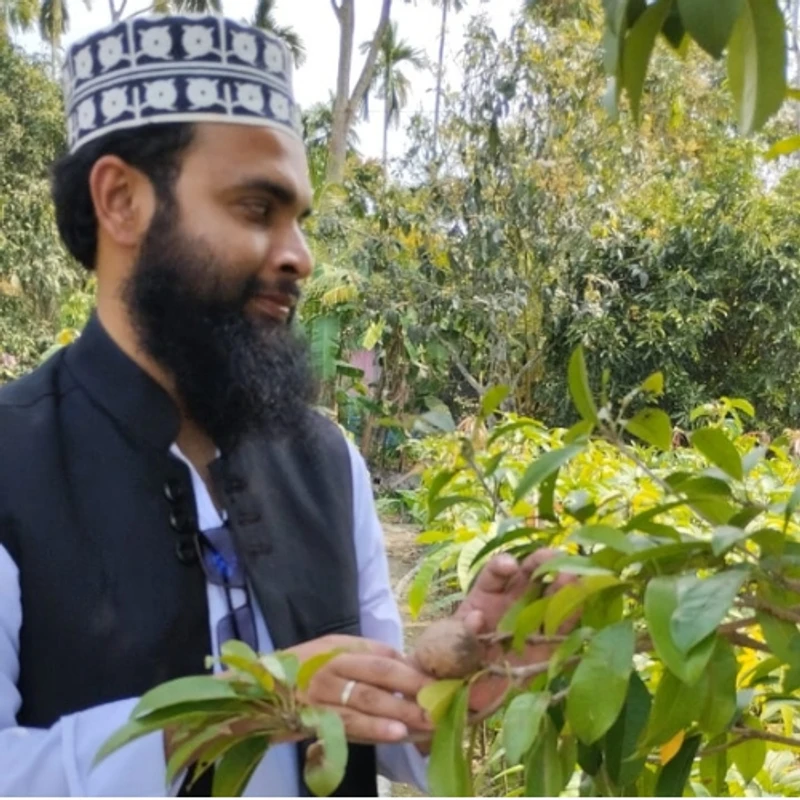 🌿 ফলসহ থাই ছবেদা গাছের চারা (উচ্চফলনশীল সুস্বাদু ছবেদা) - Image 3