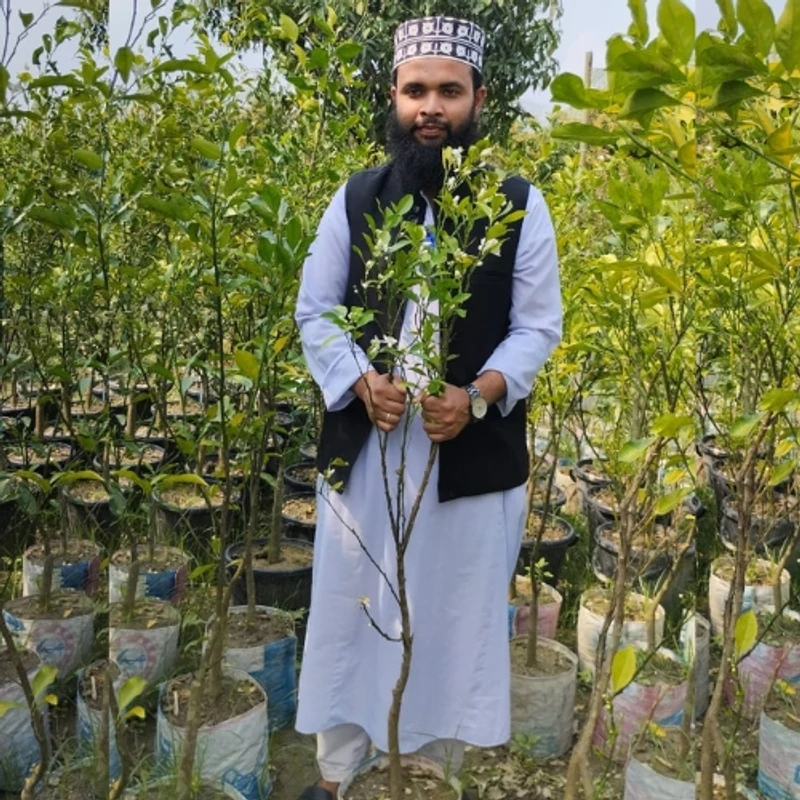 🌳 মুকুলসহ উন্নত জাতের ছাতকি কমলা গাছের চারা (দ্রুত ফলনশীল)