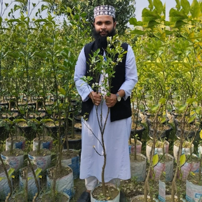🌳 মুকুলসহ উন্নত জাতের ছাতকি কমলা গাছের চারা (দ্রুত ফলনশীল)